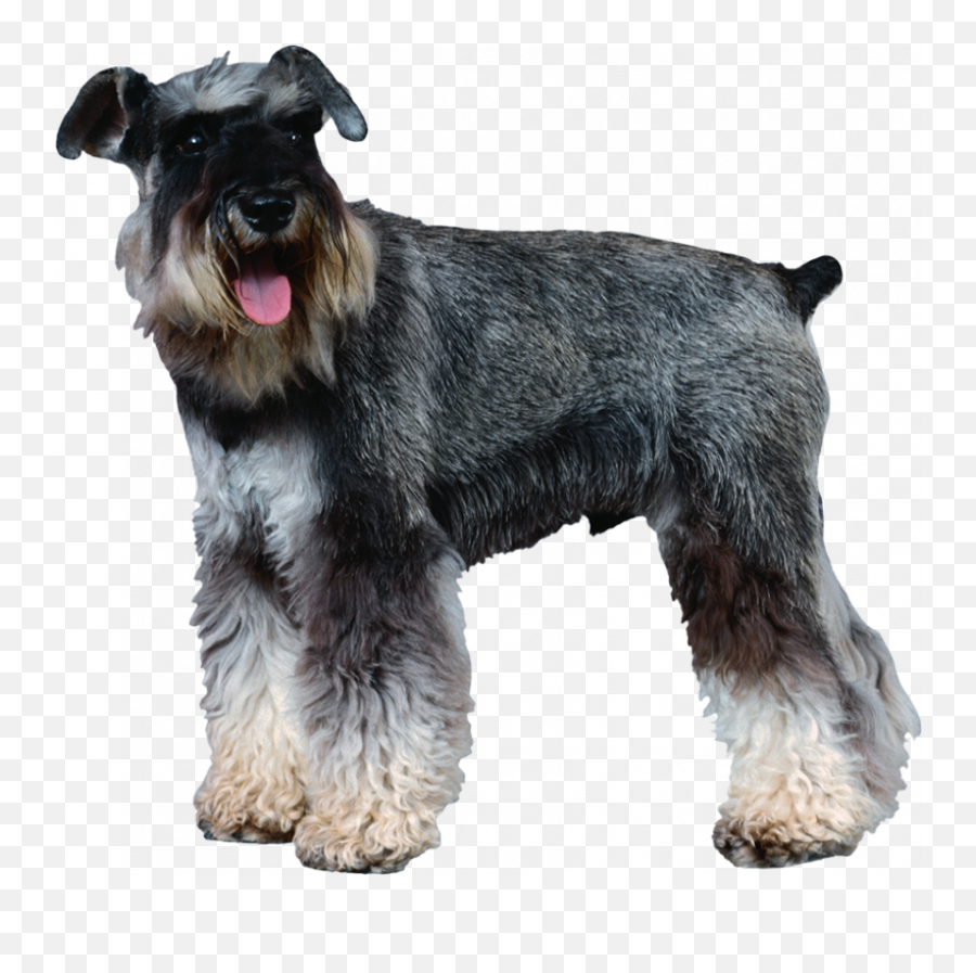 Dog Jumping Png Images Full Hd - 2021 Full Hd Transparent Png Mini Schnauzer Png Transparent Emoji,Terrier Dog Emoji Png