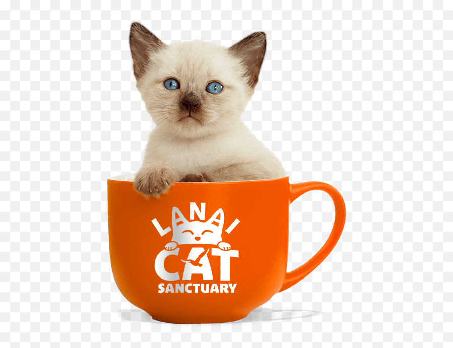 Directions To Lanai Cat Sanctuary - Cat Emoji,Kawaii Buff Cat Emoticon