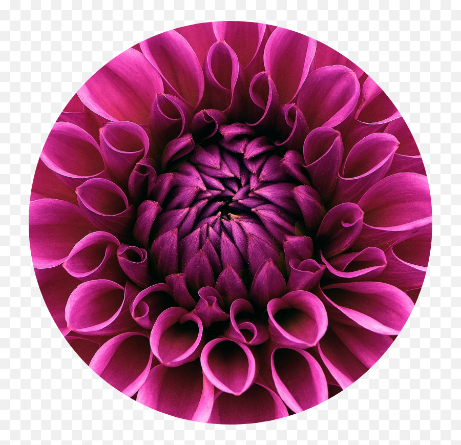 Home - Pink Dahlia Flower Emoji,Bodybuilder Emotions