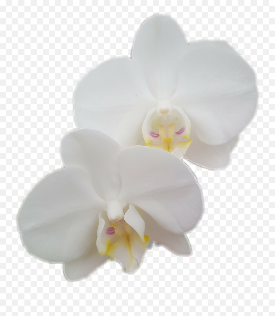Ftestickers Flower Orchid Sticker - Moth Orchid Emoji,Orchid Emoji