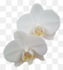Ftestickers Flower Orchid Sticker - Moth Orchid Emoji,Orchid Emoji