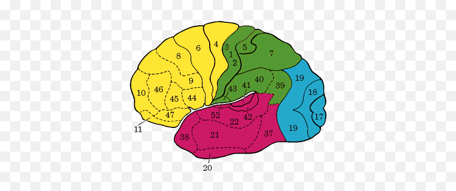 The Human Brain - Areas Emoji,Parts Of The Brain That Control Emotion