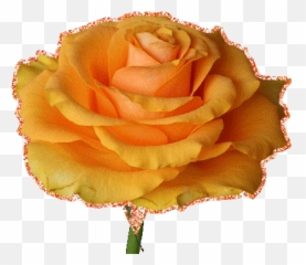 Top Orange Justice Stickers For Android U0026 Ios Gfycat - Orange Flower Transparent Gif Emoji,Paranoid Emoji
