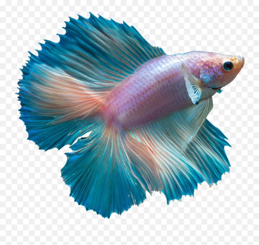Exploring Turquoise Teal - Betta Fish Png Emoji,Aqua Blue Color And Emotions