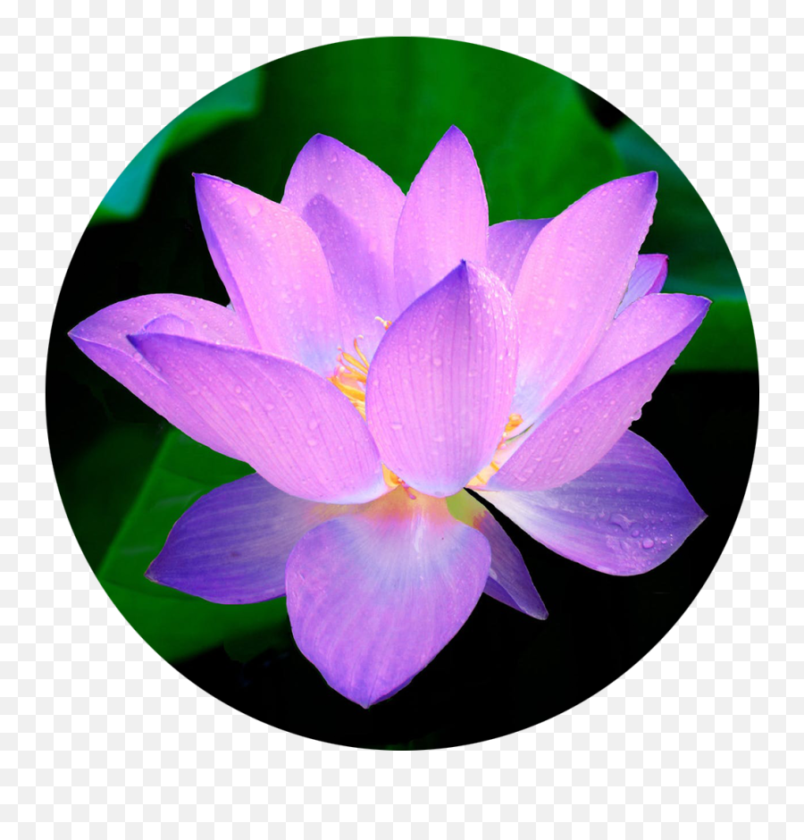 The Simple Secrets To Inner Peace U2014 Fit For Joy - Lotus Color Scheme Emoji,Emotions Beach Resor
