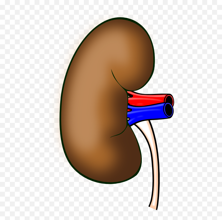 25 Major Organs Of The Body A Guide On Their Locations And - Kidney Emoji,Emotion And Organs
