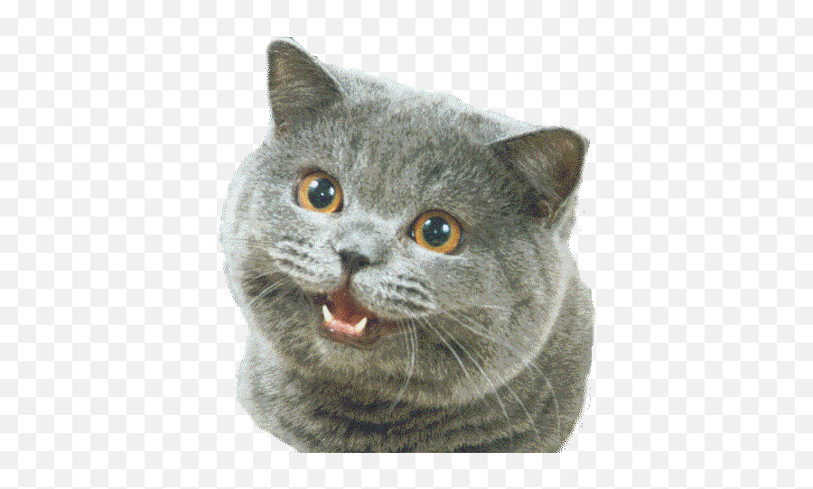 Talking Animal Skeleton Gifs - Get The Best Gif On Gifer Can Has Cheezburger Png Emoji,Emoji Animated Gif Cat Shrug