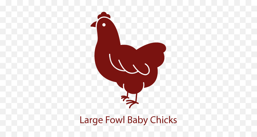 Chicken Hatchery Backyard Chickens For Sale - Valley Comb Emoji,Facebook Emotions Chickens