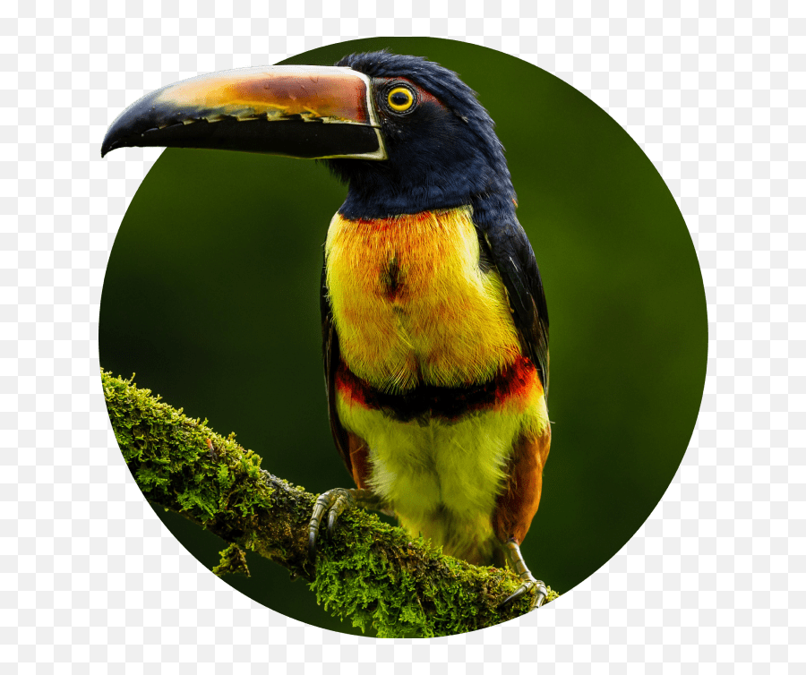 World - Class Web Agency In Cincinnati Magnet Co Aracari Hd Emoji,Emotion Code Without Magnets