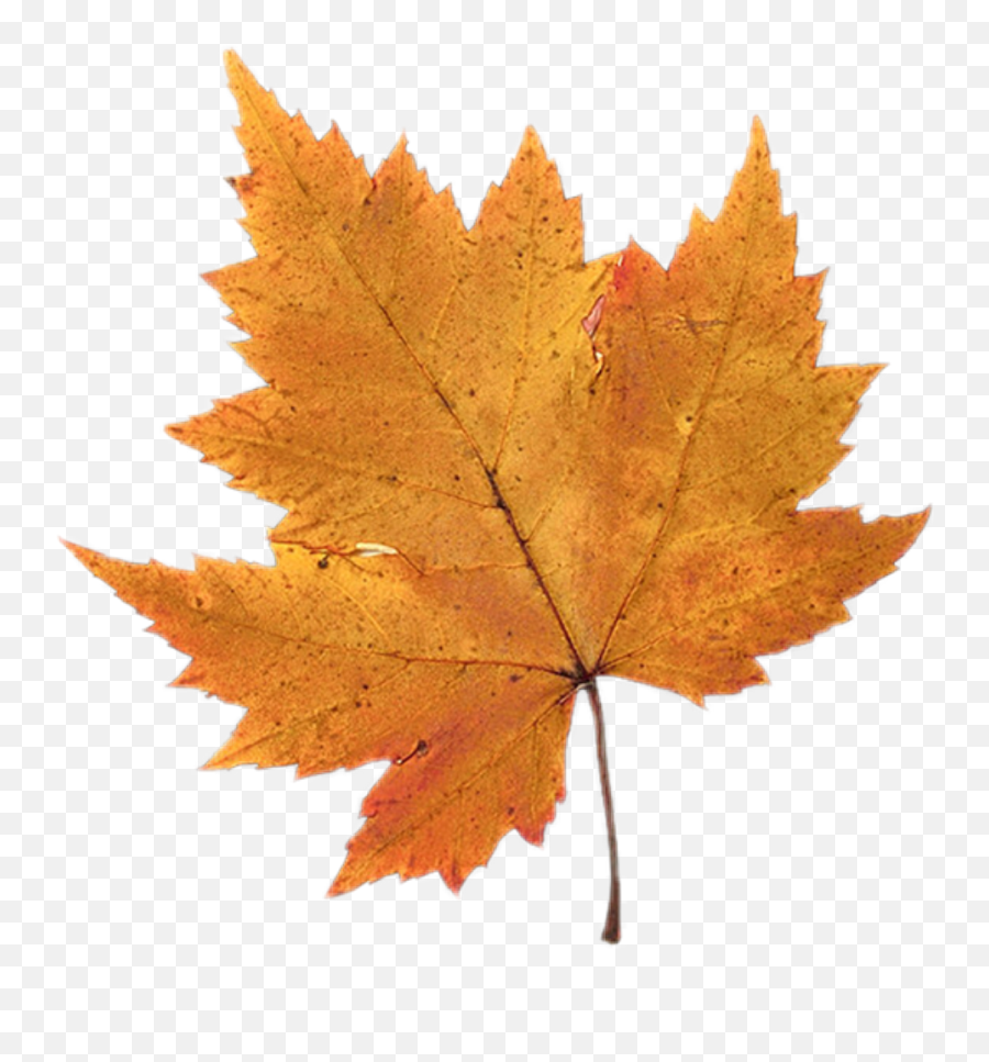 The Most Edited Autumnleaf Picsart - Maple Leafs Plant Emoji,Maple Leaf Emoticon For Facebook