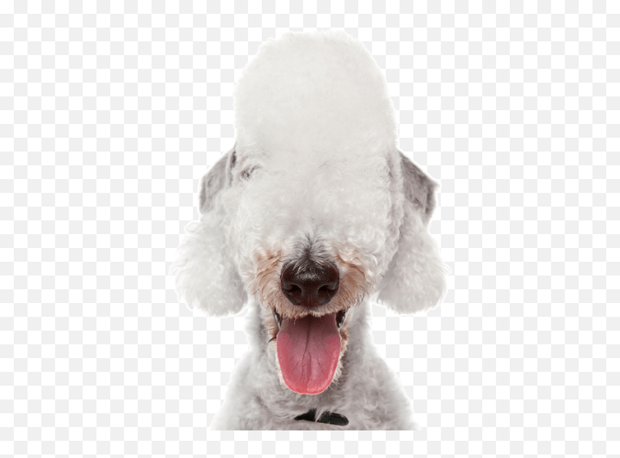 Poodle Miniature Puppies For Sale - Adoptapetcom Emoji,White Toy Poodle Emoticon