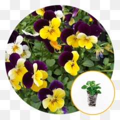 Ferry - Morse Plantlings Live Baby Plants 13in Mini Casacade Emoji,Aloe Vera Emoji