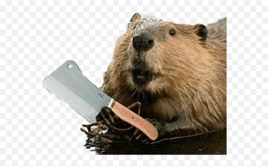 To - Rabid Beaver Emoji,Beaver Emoji