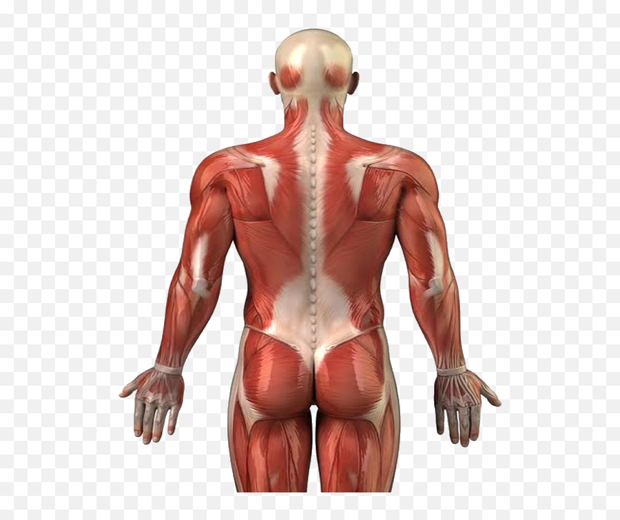 What Is Myofascial Release Therapy - Angelika Alexander Sistema Muscular Emoji,Fascia As Tissue Of Emotion