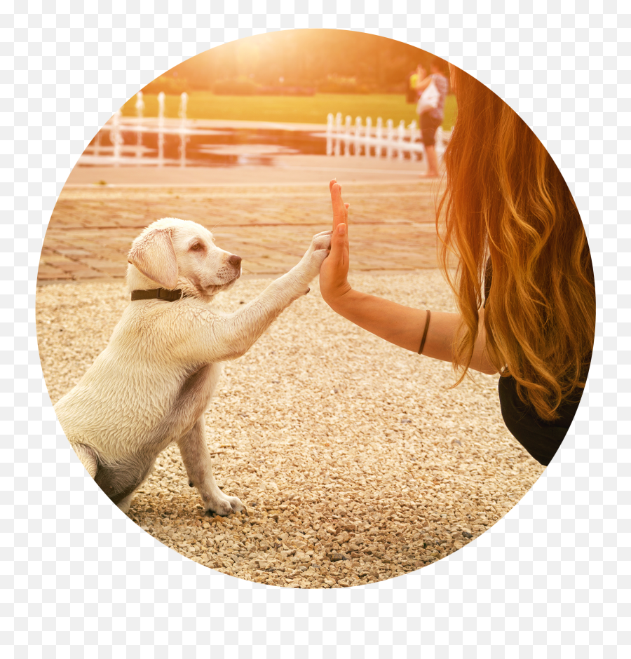 Image Icon - Dog Training Emoji,Hive Five Emoji No Background