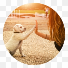 Image Icon - Dog Training Emoji,Hive Five Emoji No Background