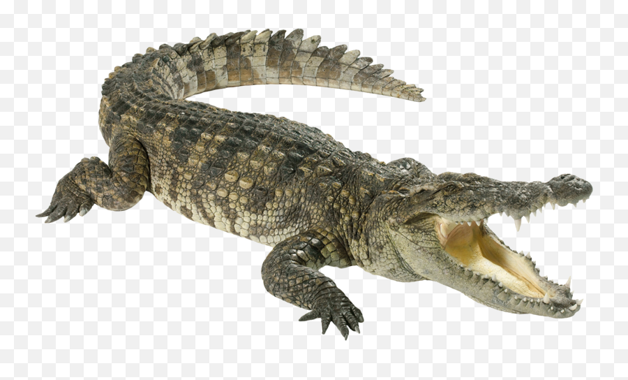 Crocodiles Alligator Clip Art - Crocodile Png Emoji,Emoji Pop Flag Crocodile