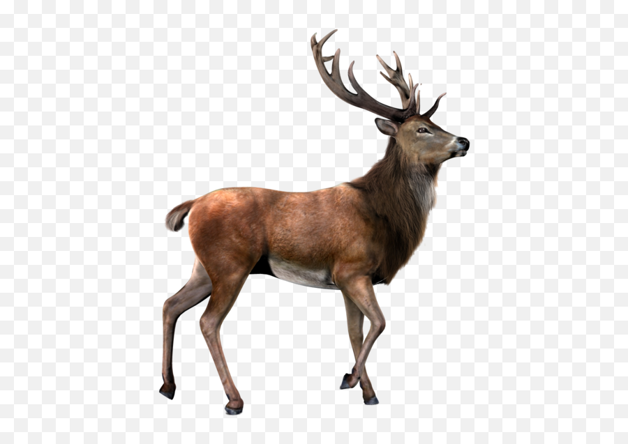 Deer Transparent Background Clipart - Elk Png Emoji,Elk Emoji
