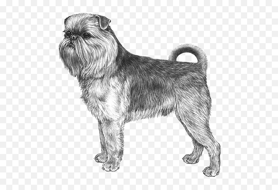 Brussels Griffon X Australian Terrier - Griffoncino Di Bruxelles Toelettatura Emoji,Terrier Dog Emoji Png