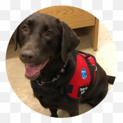 Cedar Hills Dog Academy - Martingale Emoji,Bdo Pets Emotion