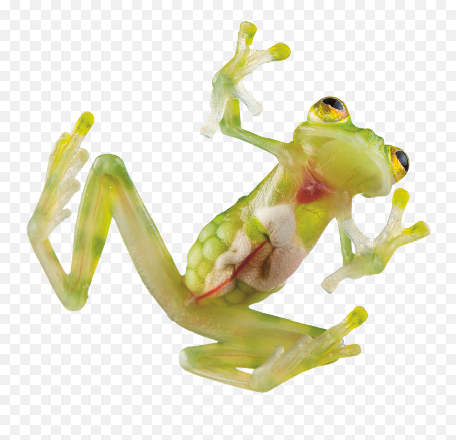 The Search Is On - True Frog Emoji,Mexican Frog Emoticon