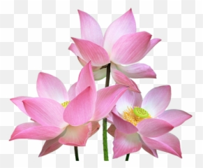 Unlimited Luv Leandrejdukes - Emergent Vegetation Emoji,Emoticon Vids Rap Eminem
