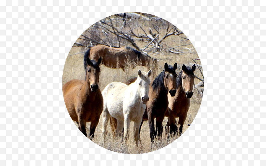 National Mustang Association - Wild Horses In Mesa Verde Emoji,Horse Facial Emotions