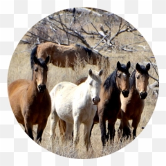 National Mustang Association - Wild Horses In Mesa Verde Emoji,Horse Facial Emotions
