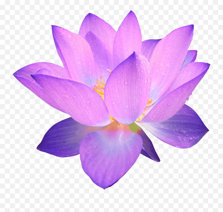 Purple Flowers Transparent U0026 Free Purple Flowers Transparent - Purple Flower Transparent Background Emoji,Violet Flower Emoji