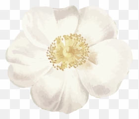 Morning Glory Flower Medicine U2014 Women Of Cedar Emoji,Anemone Emotions