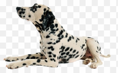 Dog Png Resolution600x375 Transparent Png Image - Imgspng Emoji,Layinf Down Emoji