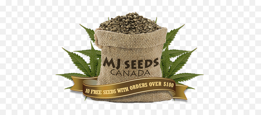 Buy Cannabis Seeds - Marijuanasaveslivesorg Mj Seeds Canada Emoji,Steam Weed Emoticon