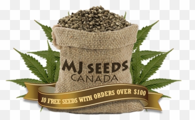 Buy Cannabis Seeds - Marijuanasaveslivesorg Mj Seeds Canada Emoji,Steam Weed Emoticon