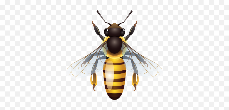 Download Bee Free Png Transparent Image And Clipart Emoji,Bumble Bee Emoji
