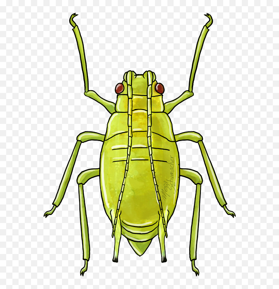 Aphids Koppert Koppert Global Emoji,Turkey Emoji Email Aphids Koppert Koppert Global Emoji,Turkey Emoji Email