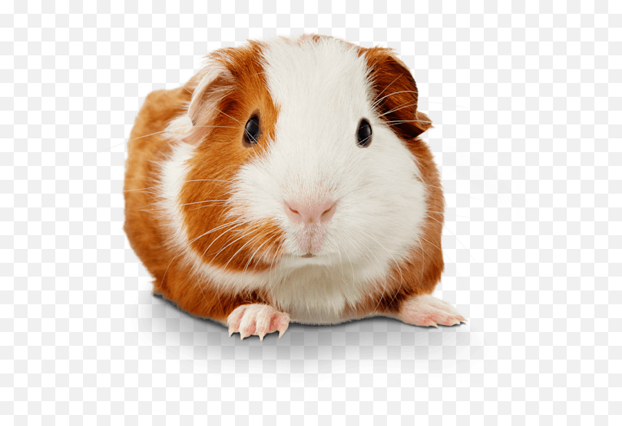 Guinea Pig Cavia Porcellus - Much Money Is A Guinea Pig Emoji,Guess The Emoji Level 27answers