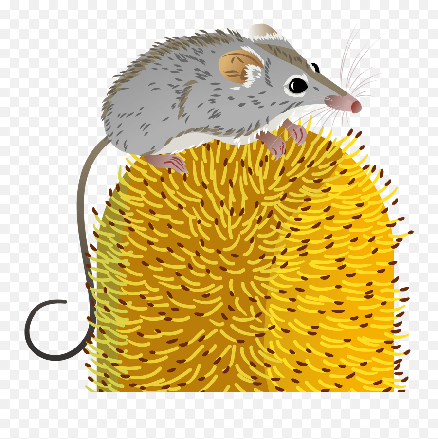 Honey Possum Clipart - Brown Rat Emoji,Opossum Emoji