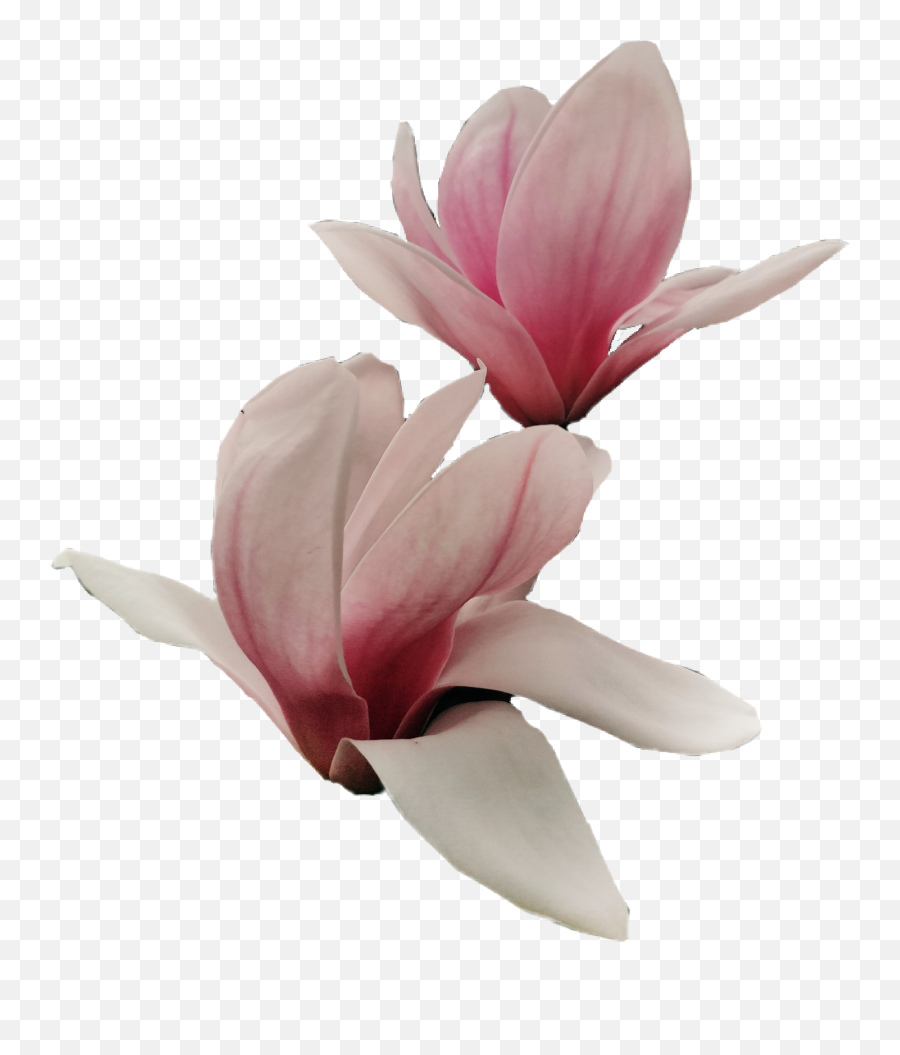 Magnolia Flowers Flower Good Sticker Emoji,Magnolia Emoji