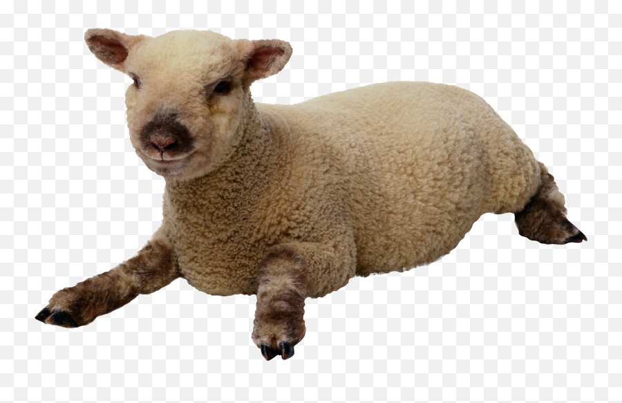 Sheep Sitting Png Picpng Emoji,Lamb Emoji