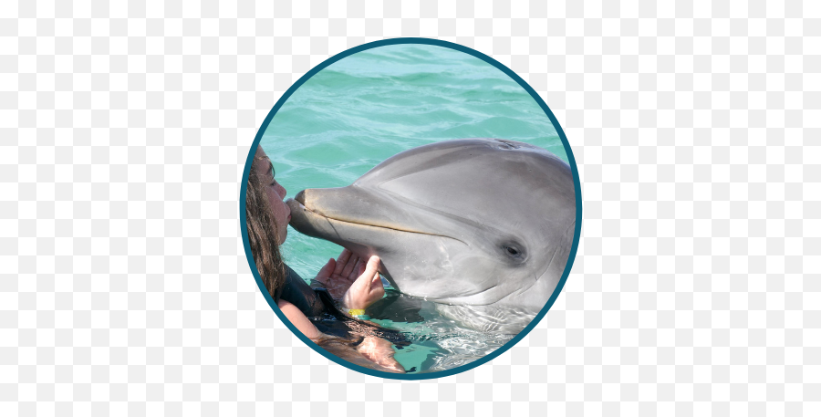 Dolphin Dentistry In Ottawa On - Common Bottlenose Dolphin Emoji,Rare Dolphin Emoticon