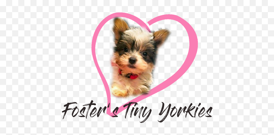 Contact Us Emoji,Yorkie Emojis