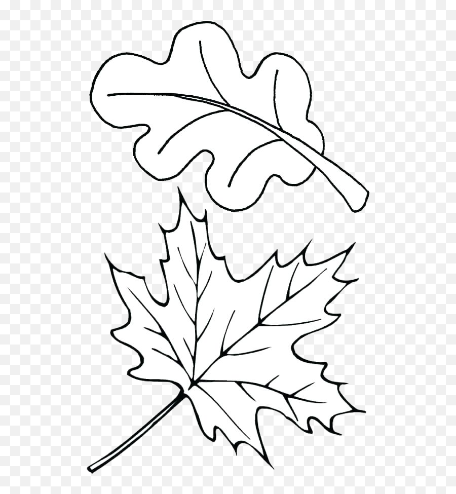 Fall Leaf Outline Png U0026 Free Fall Leaf Outlinepng - Fall Leaves Coloring Page Emoji,Fall Leaf Emoji