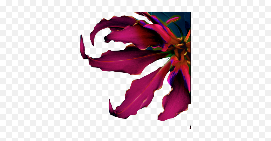 Alchemy - Black Dahlia Cbd Botanicals Emoji,Truning Flowers Into Emotions