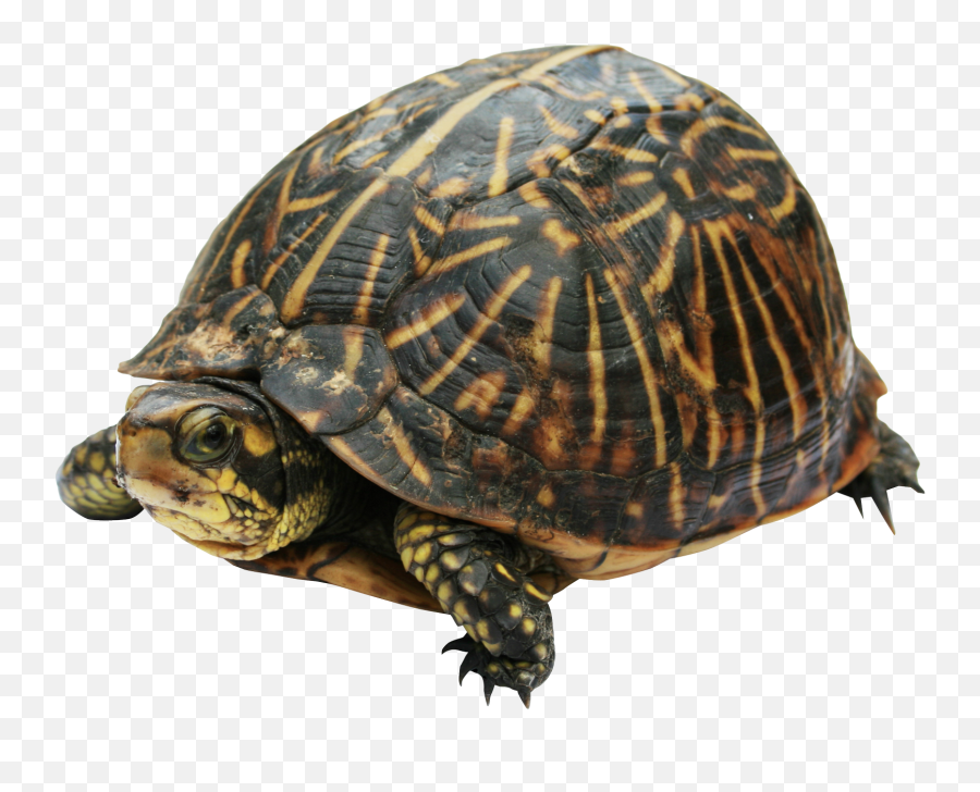 Turtle Png Photos Png Mart Emoji,Turtles Emoji Turtle Png Photos Png Mart Emoji,Turtles Emoji