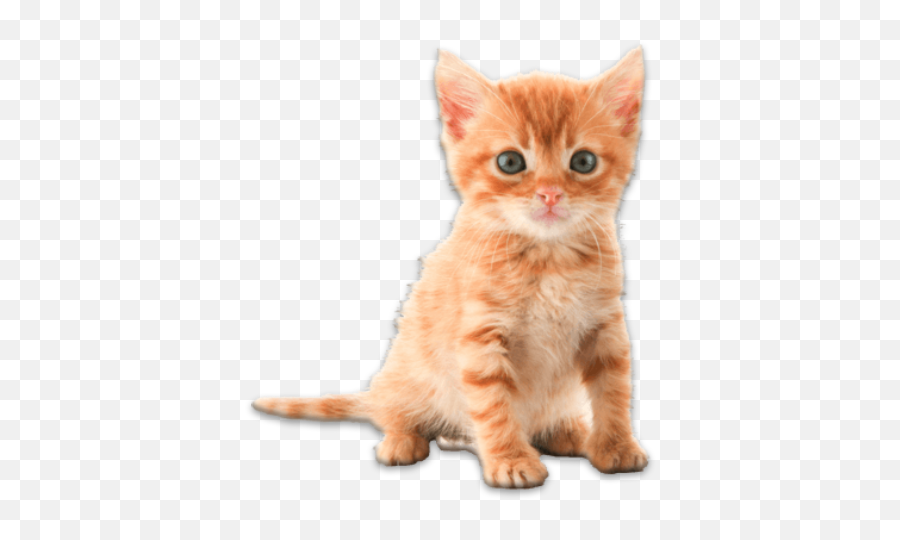 Real Animals Photo Stickers U2013 Apps On Google Play - Orange Cute Tabby Kittens Emoji,Cat Cow Horse World Emoji
