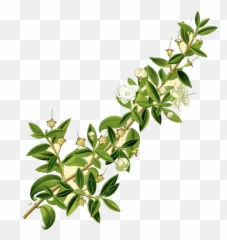Edition 10 - For Those Who Have Ears English U2014 The Flute Emoji,Paleolithic Emotions Meaning
