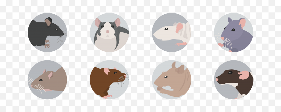 Advantages Across Mice Strains In Respiratory Research - Scireq Emoji,Rat Emoji