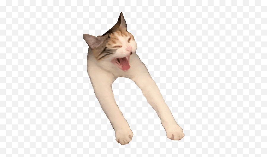 Copy Cat Theme Baamboozle Emoji,Pog Emoji Copy