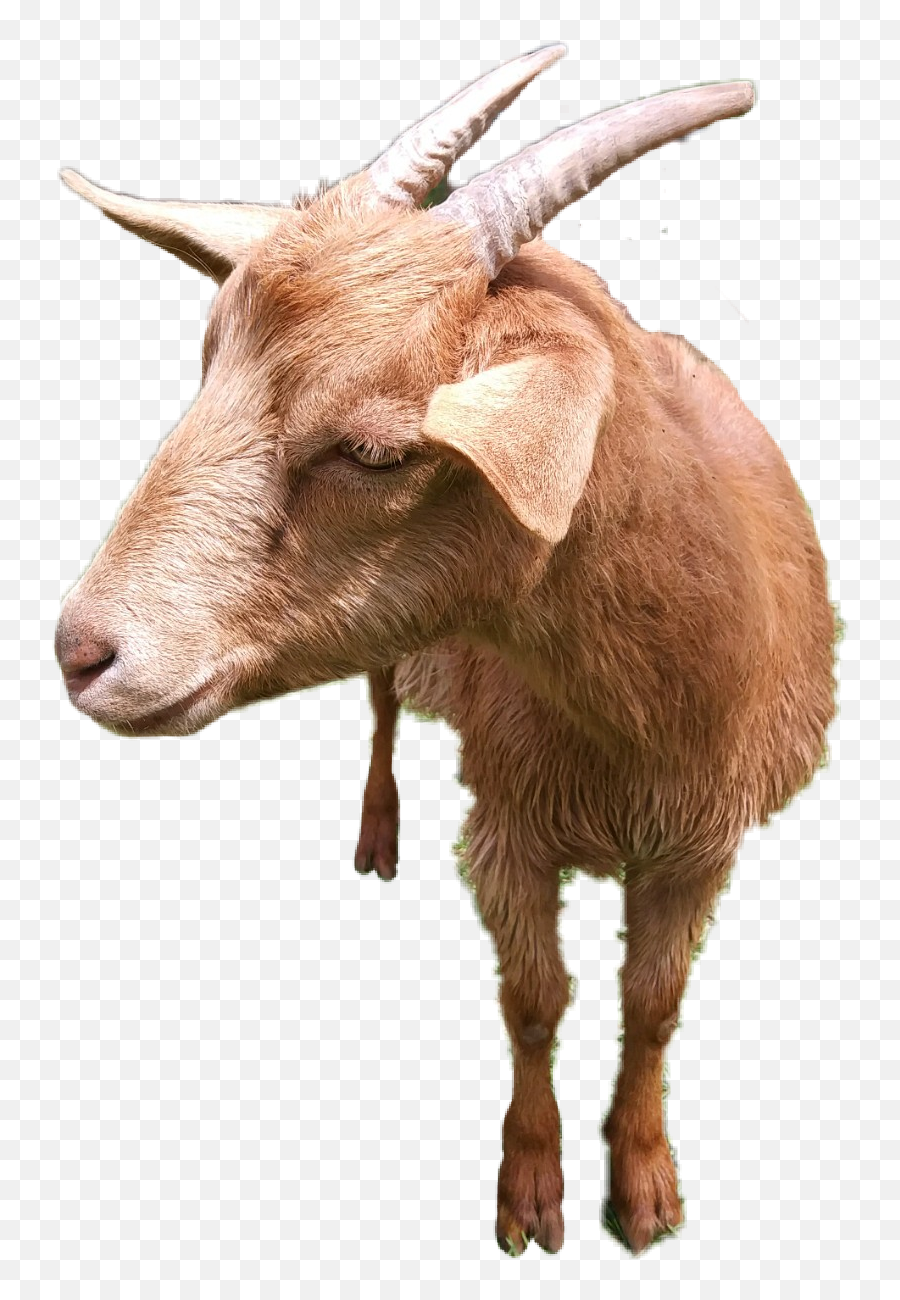 Goat Goatez Mygoat Thegoat Sticker - Goat Emoji,Goat Emoji