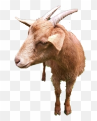 Goat Goatez Mygoat Thegoat Sticker - Goat Emoji,Goat Emoji